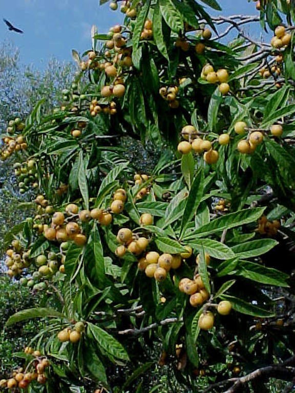 Loquatree