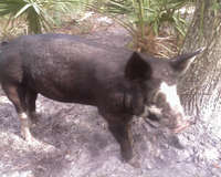 Pigs_berkshire_2