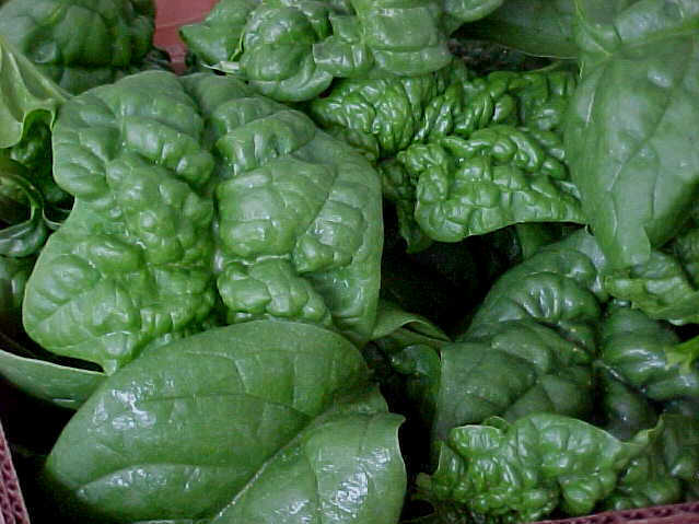 Hydroponic Spinach