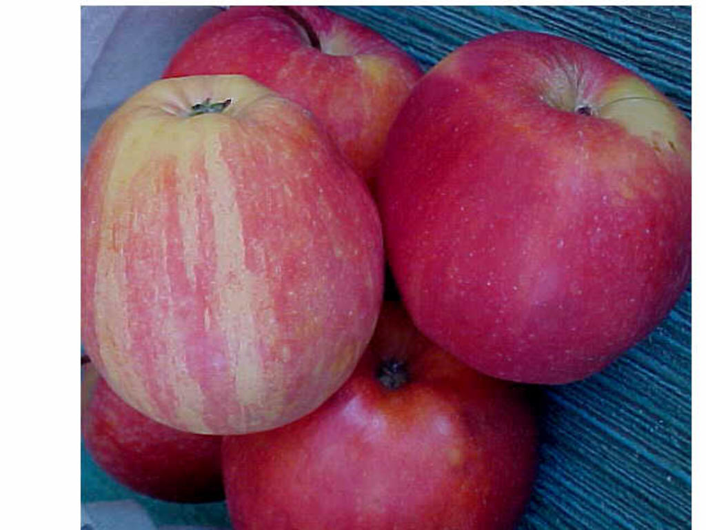Galaapples